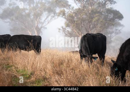 cows grazing in a misty field, mist over a Farming landscape with beautiful cows and cattle grazing on pasture at dswk in the australian outback over Stock Photo