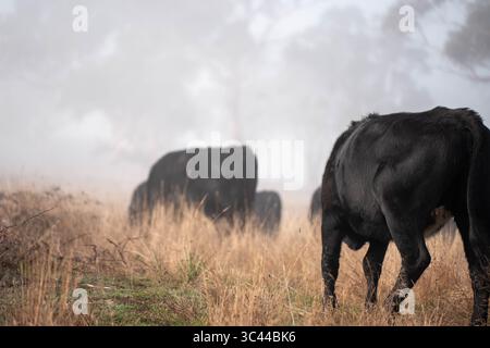 cows grazing in a misty field, mist over a Farming landscape with beautiful cows and cattle grazing on pasture at dswk in the australian outback over Stock Photo