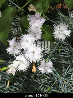 Tianshan Carnation, Dianthus kuschakewiczii, Syn. Dianthus tianschanicus, Caryophyllaceae. Central Asia. A clump-forming, herbaceous perennial plant. Stock Photo
