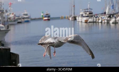 Seagulls in flight Stock Photo