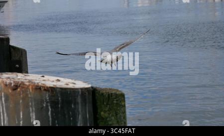Seagulls in flight Stock Photo