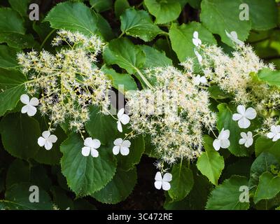 Lacecap summer flower heads of the hardy deciduous woody climber, Hydrangea petiolaris Stock Photo