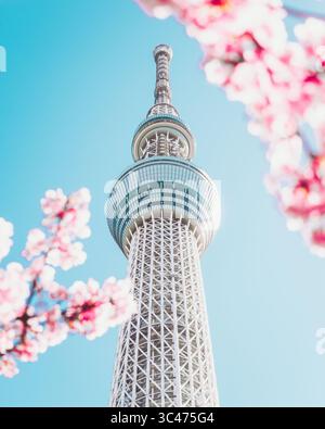 View of the gleaming, modern Tokyo Skytree tower piercing the vibrant blue sky, framed by delicate pink cherry blossoms, Sumida City, Tokyo, Japan. Stock Photo