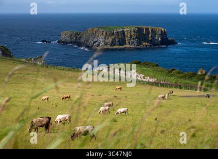 Sheep Island, off the coast of County Antrim, Northern Ireland, UK, near Ballycastle Stock Photo