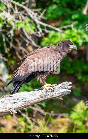 Bald Eagle (Haliaeetus leucocephalus) immature, perched on a branch on the Rainbow Flowage in northern Wisconsin, vertical Stock Photo