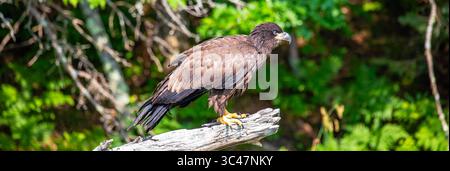 Bald Eagle (Haliaeetus leucocephalus) immature, perched on a branch on the Rainbow Flowage in northern Wisconsin, panorama Stock Photo