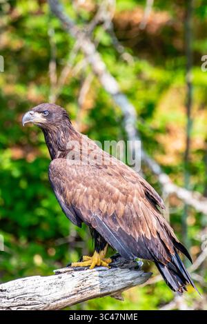 Bald Eagle (Haliaeetus leucocephalus) immature, perched on a branch on the Rainbow Flowage in northern Wisconsin, vertical Stock Photo