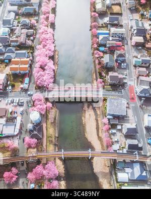 Aerial view of beautiful cherry blossoms in park. Drone photo of sakura ...