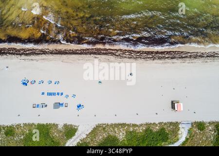 Miami Beach Florida,Ocean Terrace Beach,aerial overhead looking down from above,Atlantic Ocean shoreline with large visible accumulation Sargassum nat Stock Photo