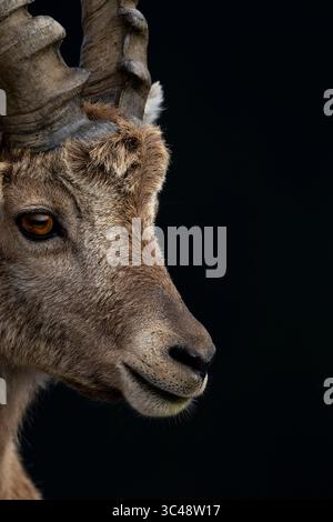 Alpine ibex (Capra ibex), in the mountains, Bavaria, Germany, Europe ...