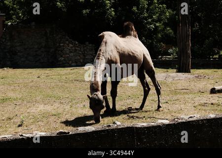Bactrian camel with two humps grazing on grass in a zoo enclosure. The animal stands in sunlight with a stone wall and trees in the background. Stock Photo