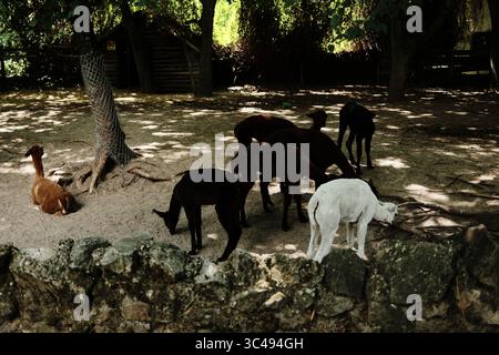 Alpacas in various colors, including a white one, grazing and resting under the shade of trees in a zoo enclosure on a summer day. Stock Photo