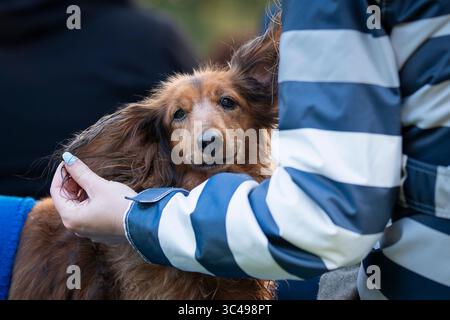 Red Long-haired Dachshund dog portrait. Portrait of long-haired dachshund of red color sitting on the bench in the morning. Stock Photo