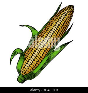 A vibrant vector illustration of an ear of corn with golden kernels and green husks. The corn is depicted in a detailed, artistic style, showcasing it Stock Vector