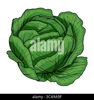A vector detailed illustration of a fresh green cabbage with layered leaves, showcasing its natural texture and vibrant color. Stock Vector