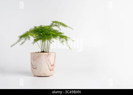 Baby Asparagus Fern houseplant in a marbled ceramic pot on white background, ideal for decor, lifestyle, or botanical concepts. Stock Photo