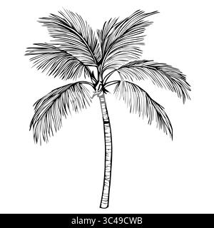 A vector detailed illustration of a palm tree with long, slender trunk and lush, feathery fronds. Stock Vector