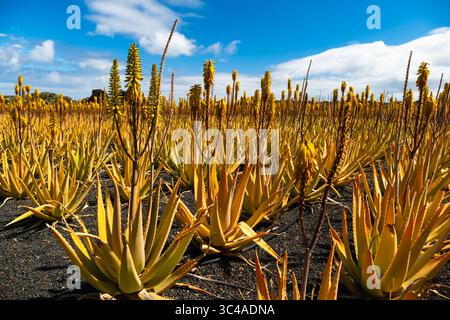 aloe activator forever living products Forever main image 1