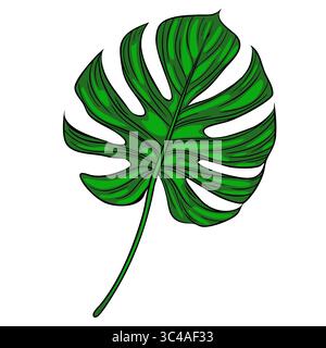 A vector vibrant green monstera leaf with distinct split leaves and a long stem, showcasing a tropical and lush appearance. Stock Vector