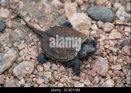 A hatchling Snapping Turtle (Chelydra serpentina) from Jefferson County, Colorado, USA. Stock Photo
