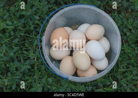 Fresh Organic Eggs in a Plastic Bucket on Green Grass in Backyard Farm. Stock Photo