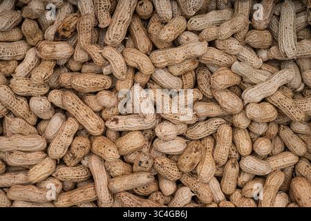 Freshly harvested and sun-dried peanuts in shell filling the frame. Ideal for websites, agricultural blogs, packaging design, or farming-related magaz Stock Photo