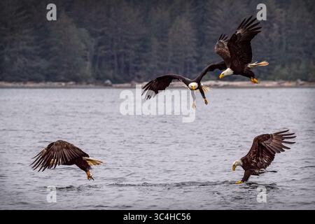 Bald eagles fishing on a herring ball in Blackfish Sound, First Nations Territory, Traditional Territories of the Kwakwaka'wakw People, British Columb Stock Photo