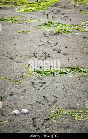 Heron footprints on a sandy Puget Sound beach at low tide Stock Photo