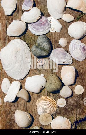 Collection of seashells and rocks on a piece of driftwood Stock Photo