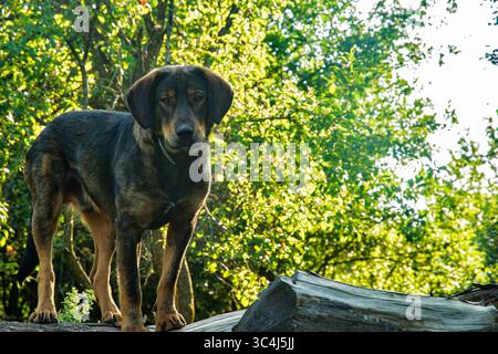 Adorable mongrel dog stands on a log pile in a sunlit country yard Stock Photo