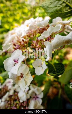 Natural very close up, semi-abstract, flowering plant portrait of Hydrangea macrophylla 'Wedding Gown'PBR (Double Delights Series) blooming.anatomy Stock Photo