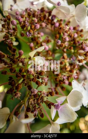 Natural very close up, semi-abstract, flowering plant portrait of Hydrangea macrophylla 'Wedding Gown'PBR (Double Delights Series) blooming.anatomy Stock Photo