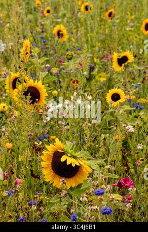 Vibrant flower bed with sunflowers. Natural close up flowering plant portrait in good sunshine. Legitimate, Alluring,  Dependable, Genuine, moody, Stock Photo