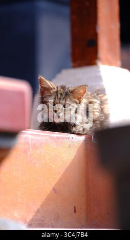 Kitten Sitting on Orange Stairs Stock Photo