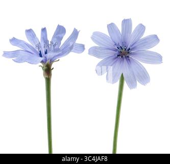 Common chicory flowers isolated on white background Stock Photo
