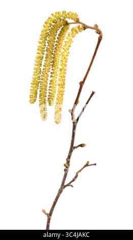 Hazelnut catkins isolated on white background Stock Photo