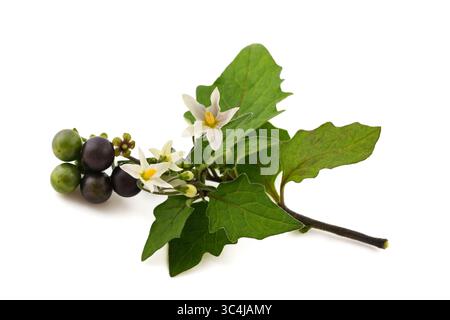 Black nightshade branch with flowers and berry isolated on white background Stock Photo