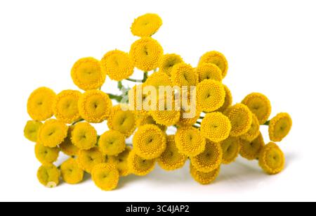 Common Tansy isolated on white background Stock Photo