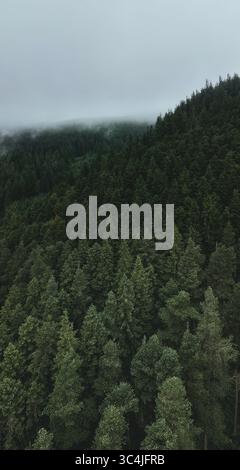Aerial view of a dense forest canopy with winding footpaths cutting ...
