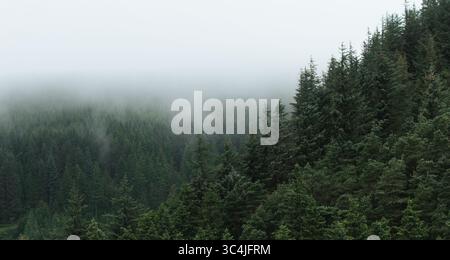 Aerial panoramic landscape view above a pine forest tree canopy with dense woodland on a cold day with low mist and copy space Stock Photo