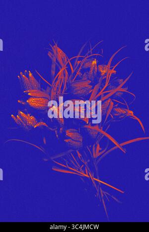Stylized bouquet of fritillaria flowers in deep blue and glowing red digital tones Stock Photo