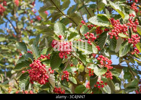 Mehlbeere Sorbus Latifolia Henk Vink Stock Photo Alamy mehlbeere-sorbus-latifolia-henk-vink-stock-photo-alamy