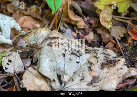 Eciton army ant (Eciton burchelli), workers walking on the ground in the rain forest, trail of foraging ants, Costa Rica, Limon, Tortuguero National P Stock Photo