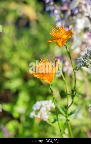 Chinese globeflower, Orange globe flower (Trollius chinensis 'Golden Queen', Trollius chinensis Golden Queen), flowers of cultivar Golden Queen Stock Photo