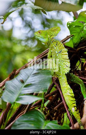 green basilisk, plumed basilisk, double-crested basilisk, Jesus Christ lizard (Basiliscus plumifrons), male sitting on a shrub in the rain forest, Cos Stock Photo