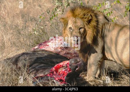 lion (Panthera leo), male lion feeding on an African buffalo carcass, South Africa, Mala Mala Game Reserve Stock Photo