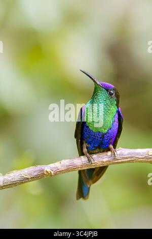 Male violet-crowned woodnymph hummingbird hovering Stock Photo - Alamy
