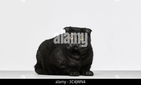 Black cat with angry facial expression sitting against white background Stock Photo
