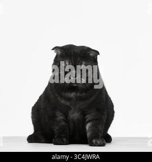 Black Scottish Fold cat with stern expression seated facing forward Stock Photo