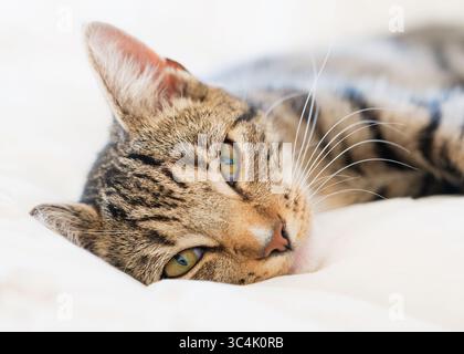Brown domestic tabby cat lying on a white sheet, looking very relaxed. Stock Photo